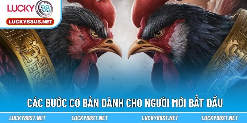 Các bước cơ bản dành cho người mới bắt đầu