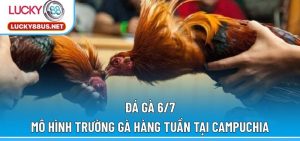 Đá gà 6/7
