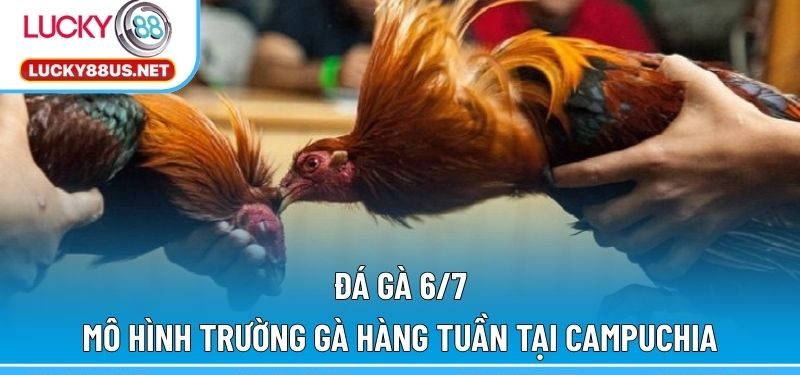 Đá gà 6/7