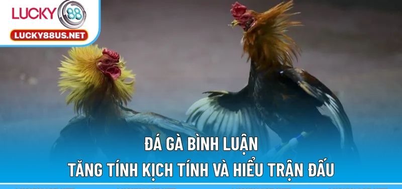 Đá gà bình luận