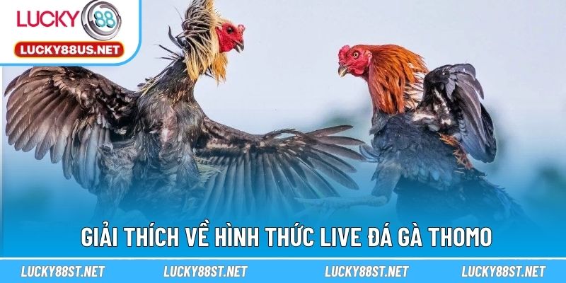 Giải thích về hình thức live đá gà Thomo