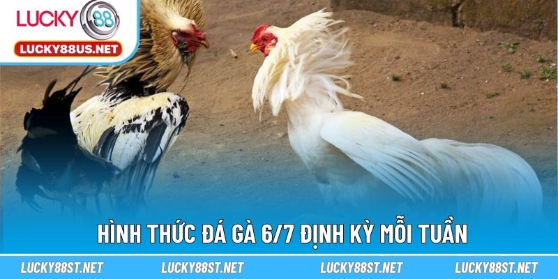 Hình thức đá gà 6/7 định kỳ mỗi tuần
