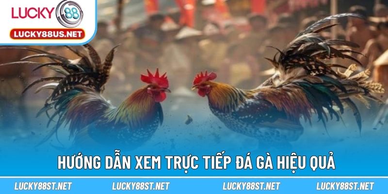 Hướng dẫn xem trực tiếp đá gà hiệu quả