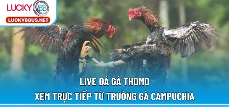 Live đá gà Thomo