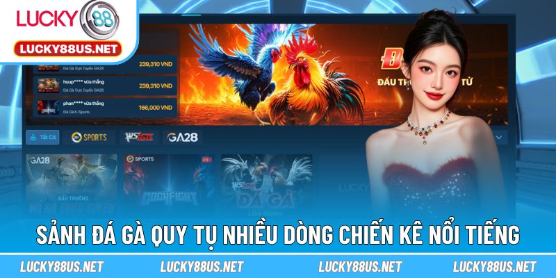 Sảnh đá gà quy tụ nhiều dòng chiến kê nổi tiếng