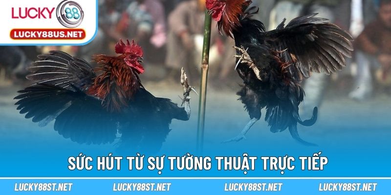 Sức hút từ sự tường thuật trực tiếp