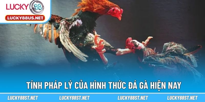Tính pháp lý của hình thức đá gà hiện nay
