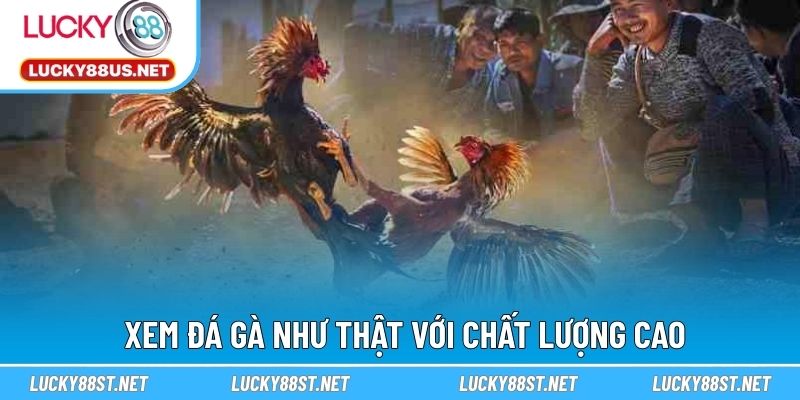 Xem đá gà như thật với chất lượng cao